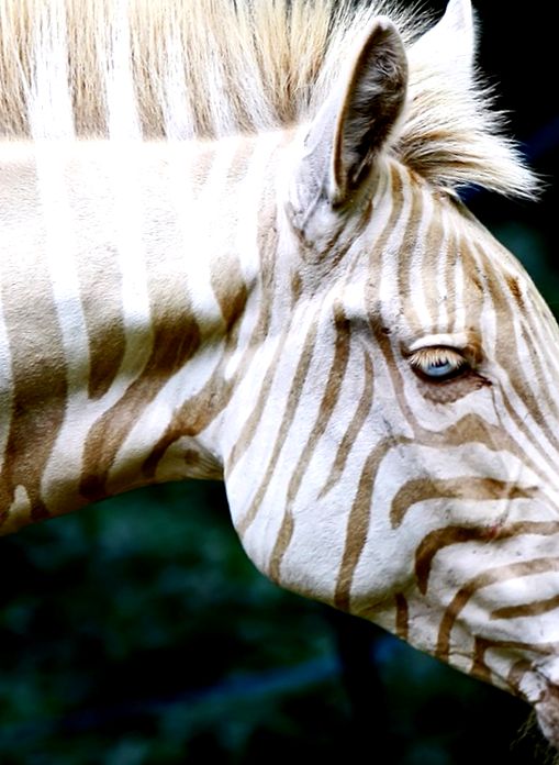 Zebra albino