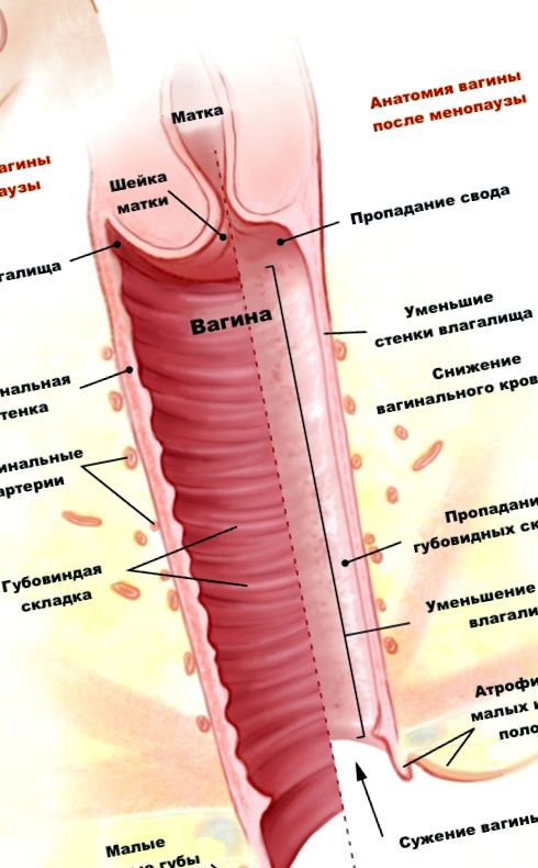 Anatomia vaginului înainte și după menopauză