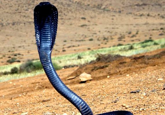 Cobra egipteană otrăvitoare - Naja haje