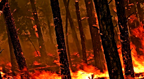 incendiu de pădure