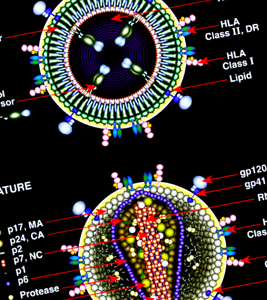 Modelul HIV