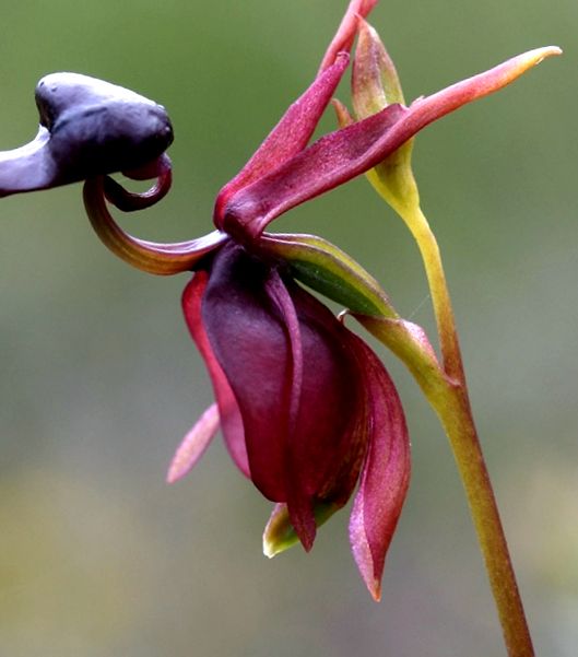 Orhidee Kalania (Caleana major)