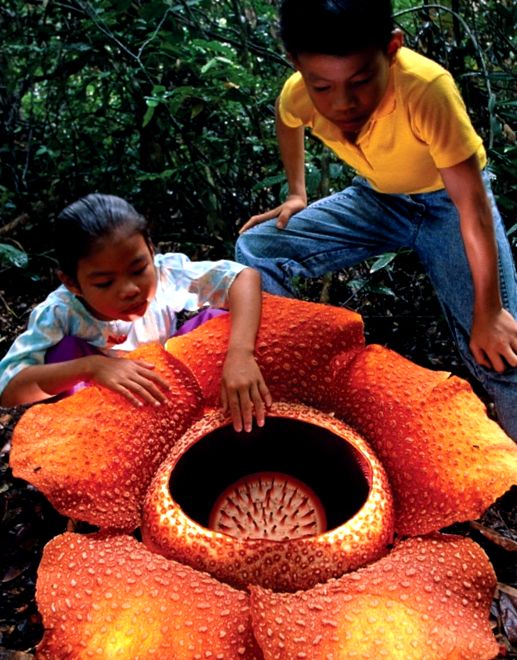 Floare neobișnuită Rafflesia (Rafflesia arnoldii)