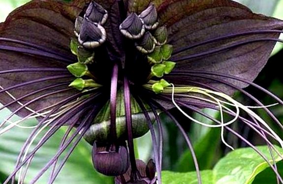 Una dintre cele mai neobișnuite flori - Tacca chantrieri
