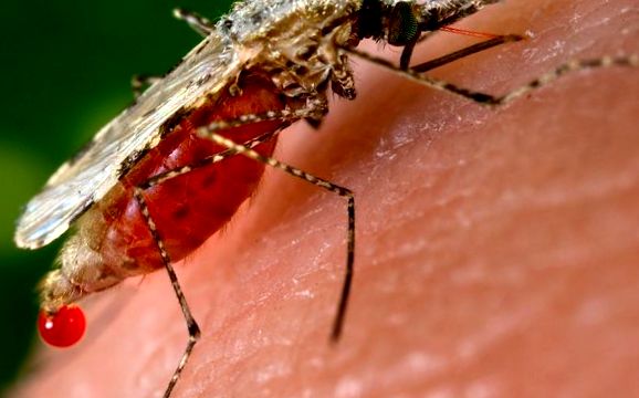 Malaria Mosquito - Anopheles, Anopheles