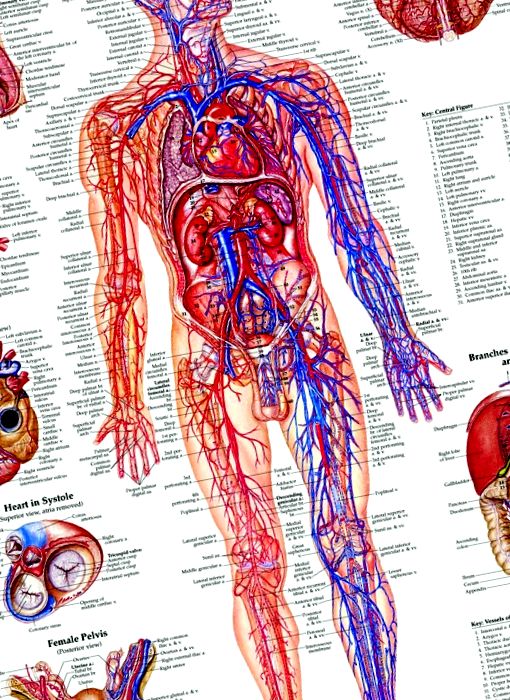 Diagnosticul sistemului circulator uman