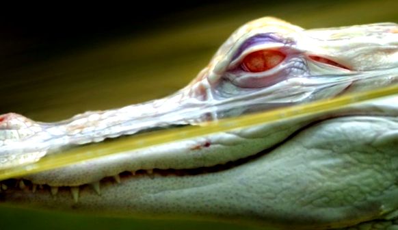 Crocodil albino