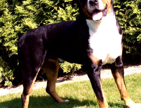 Câine de munte elvețian mai mare