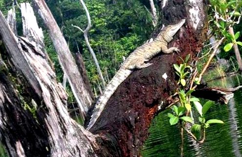 Crocodilul se încălzește urcând un copac bătrân