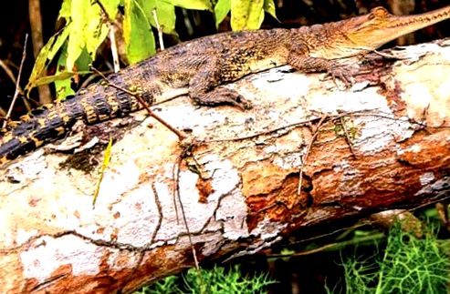 Crocodil indian pe un copac