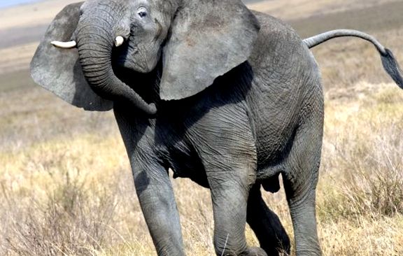 Elefant african Loxodonta