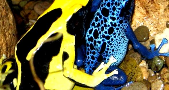Cea mai veninoasă broască de pe planetă - Spotted Poison Frog