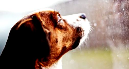 câine în ploaie