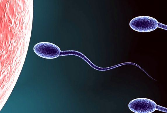Spermatozoizii ajung la ou