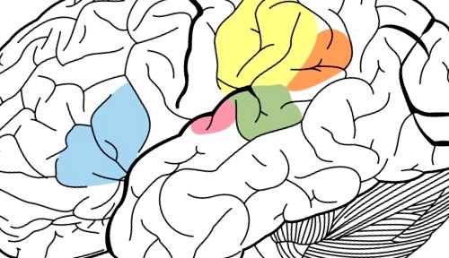 Zonele creierului responsabile de abilitățile lingvistice