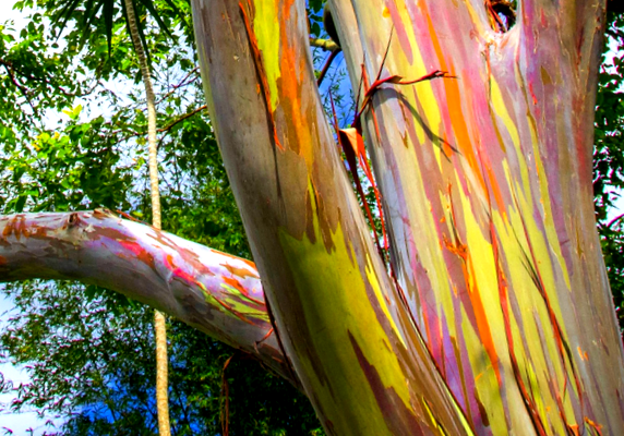Minuni de curcubeu eucalipt de colorat