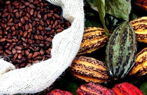 Fructe de cacao și boabe de cacao