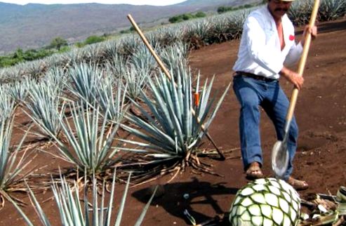 Recolta de agave - materii prime pentru tequila
