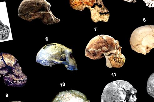 Evoluția craniului uman
