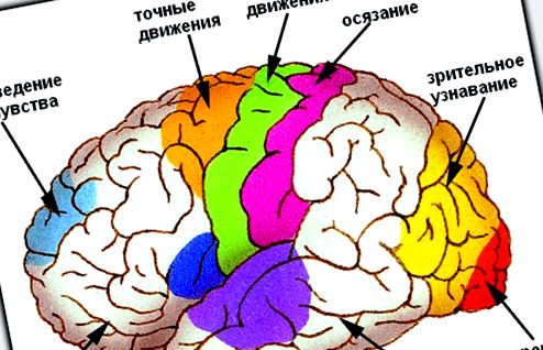 Funcțiile zonelor cerebrale