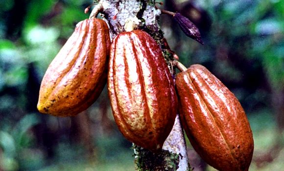 Cacao îmbunătățește funcția creierului și memoria