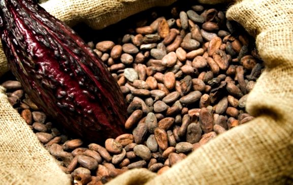 Boabele de cacao îmbunătățesc memoria umană