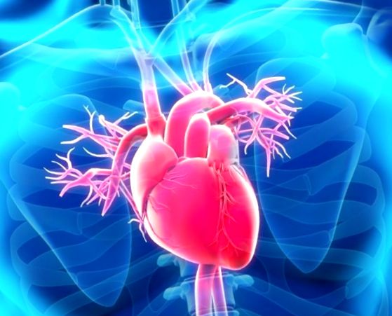 Colaterali - artere de rezervă cardiacă și dezvoltarea acestora