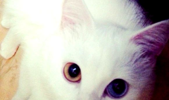 Fotografie pisică albinoasă