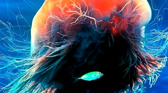 Cyanea păroasă este cea mai mare meduză din ocean