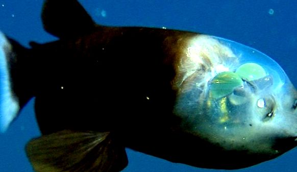 Pești cu cap transparent - Macropyne cu gură mică