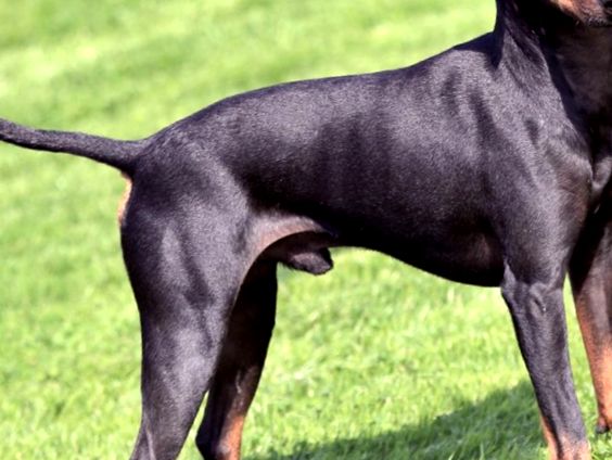 Rasa de câine Manchester Terrier