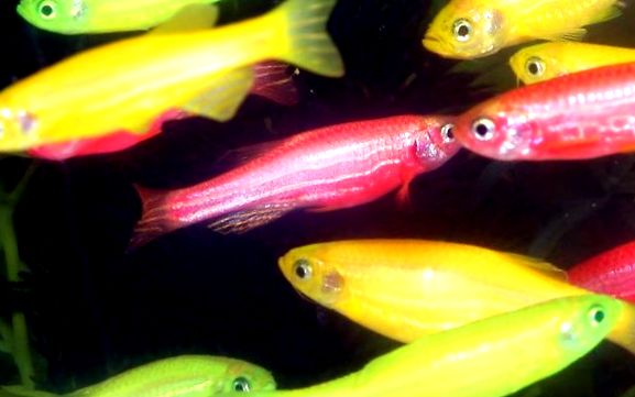 GloFish - pești fluorescenți modificați genetic