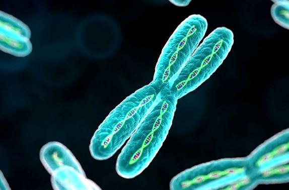 Moleculele ADN și numărul de cromozomi