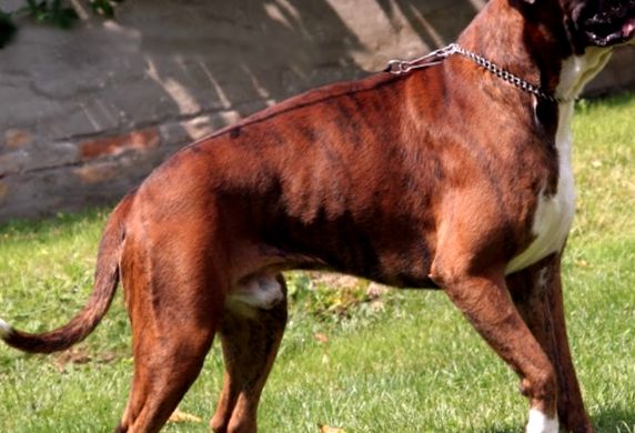 Rasa de câine Boxer german