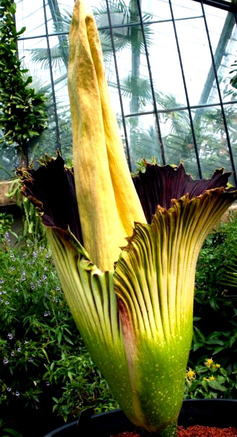 Amorphophallus titanic (Amorphophallus) - o floare imensă