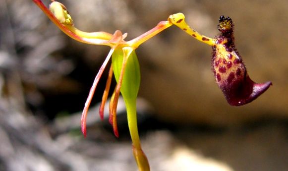 Drakaea glyptodon orchid