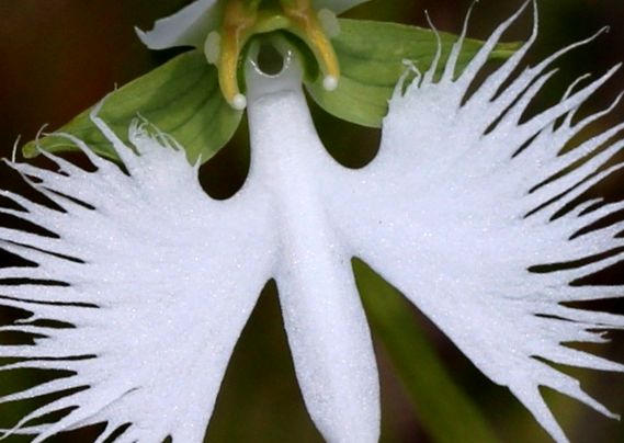 Orhideea Egreta Mare (Habenaria Radiata)