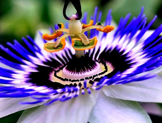 Floare unică de Passiflora (Passiflora alata)