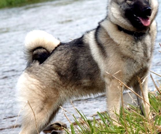 Rasa câinelui Elkhound norvegian