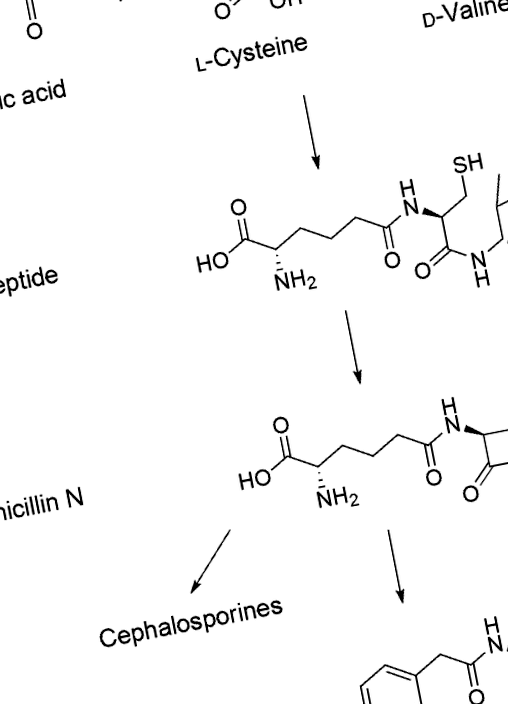 Biosinteza penicilinei