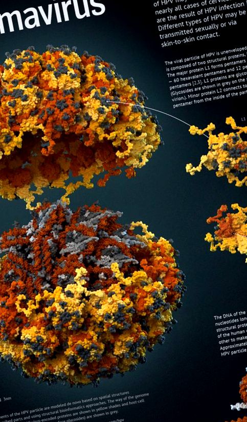 Structura virusului papiloma uman în 3D