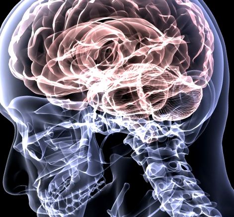 Fapte despre creierul uman