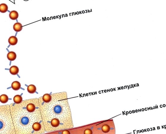 Procesul de penetrare a moleculelor de amidon în sânge