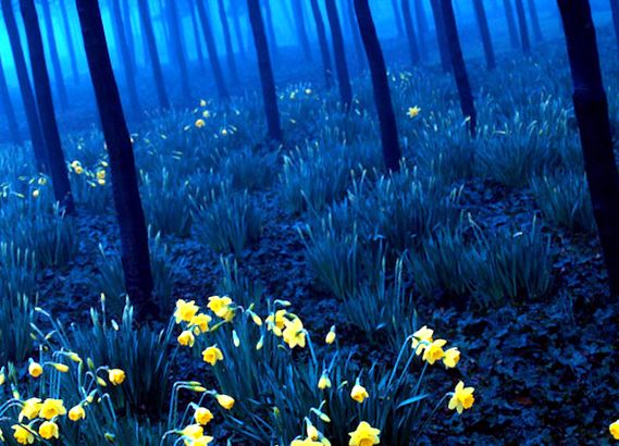 Pădurea Neagră Pădurea Neagră în Germania