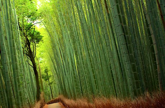 Pădurea magică de bambus din Japonia