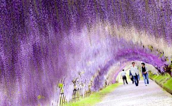Japonia, fabulos tunel de wisteria