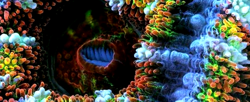 Slow Life - viață de corali