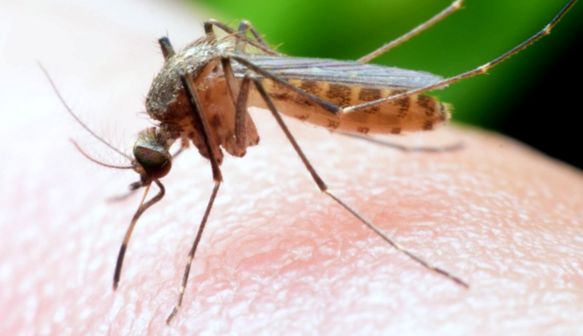 Legătura dintre mușcătura de țânțar și mirosul uman