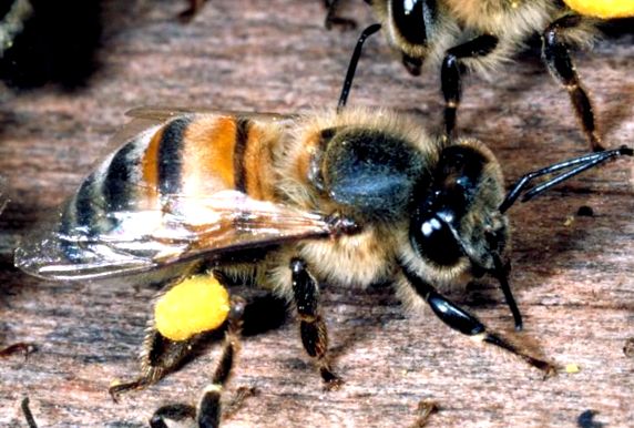 Albină africanizată (Apis mellifera scutellata)