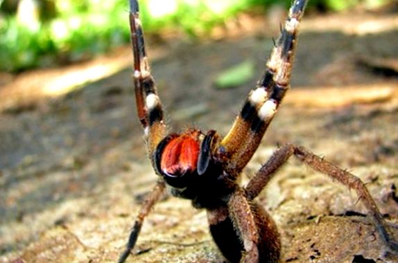 Păianjen rătăcitor otrăvitor (Phoneutria)